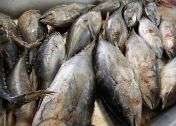 Koundara : 30 tonnes de poissons avariés interceptées et détruites à la frontière